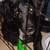 Cockapoo Labrador mix puppy 17 thumbnail