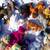MANY Beanie Babies 3 thumbnail