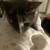 Cute black and biege kitten 7 thumbnail