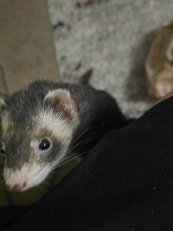 Is anyone missing a ferret? (Maple Terrace Apartments)63935101671811120
