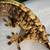 Crested geckos 8 thumbnail