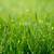 Grass Seed 3 thumbnail