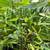 Clumping timber bamboo ( small variety) 1 thumbnail