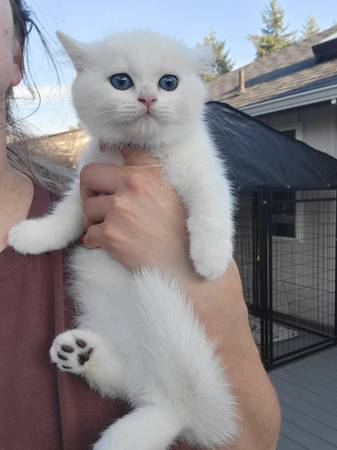 British shorthair boy63688899122945121