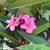 Plumeria Trees 14 thumbnail