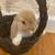 Holland Lop Looking for forever home. 4 thumbnail