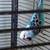 English Budgies 4 thumbnail