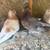 pigeons exotics rare palomas 2 thumbnail
