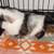 abyssinian peruvian cross guinea pigs 2 thumbnail