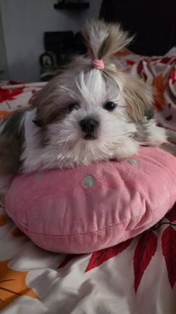 Male puppy looking for home (Sacramento)