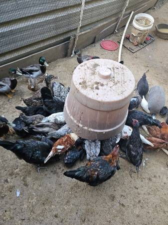 Pollos - $15 (Abbeville)63440407226241120