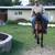 Horse /caballo 6 thumbnail