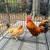 Bantam chickens 2 thumbnail
