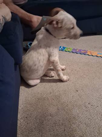 Heeler Mix Puppy (Texas City)63774332275713122