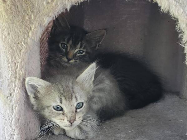 Kittens in need of good home (Maysville)63619037563393124
