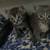 Kittens for sale 11 thumbnail