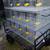 KENTWOOD CAGES NEW Quail cages with egg roll no sharp edges no deposits needed 6 thumbnail