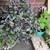 Beautiful plants 3 thumbnail