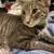 2 Free Cats – Loving Home Needed (El Paso) 2 thumbnail