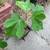 Vasilika Sika Fig Tree “top tier variety” 2 thumbnail