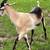 Alpine /Nubian Buck 4 thumbnail