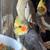 Rehoming 3 cockatiels 4 thumbnail