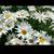 Alaska Shasta Daisy Seeds 1 thumbnail