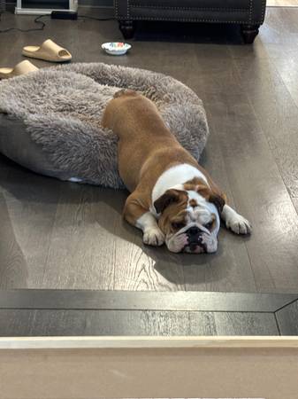 Rehoming this beautiful 2 yr old English Bulldog63684398503939121