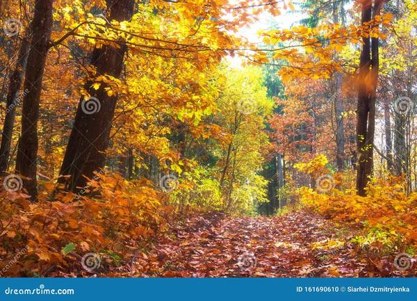 $1,030 / 1br - 750ft2 - LEAVES ARE FALLING AUTUMN IS CALLING YOU TO COME TO ALPINE VILLAS (Chattanooga)63993077171970120