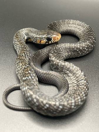 Baby Mexican indigo snake (Oceanside)63831052676097122