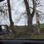 Black walnut trees and logs 3 thumbnail