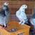 Fancy Pigeons - large variety 19 thumbnail