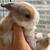 7  Holland Lop baby bunnies 2 thumbnail