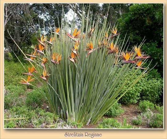 Narrow-Leaved Bird Of Paradise ///// Strelitzia juncea 1