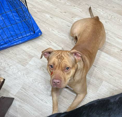 2 year old pit (Edgewood)63924992158339124