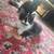 Ragdoll mix kitties 11 thumbnail