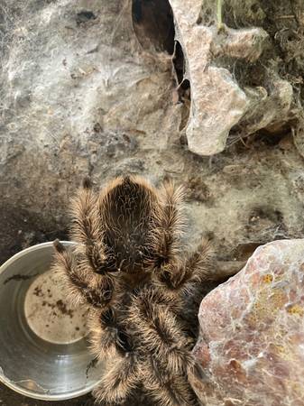 Downsizing tarantulas 1