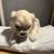 600 Maltipoo female 4 thumbnail