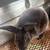 Mini Rex Bucks 4 thumbnail