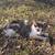 Cat for free needs a good home a lover of cat. 2 thumbnail