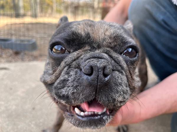 Female Merle frenchie 1