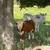 Mini Hereford heifer 2 thumbnail