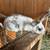 Rabbits 4 thumbnail