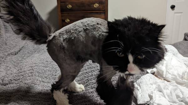 Gato perdido cerca de Ventura LN CP (Central Point)63509424754051121