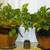 14" Glazed Ceramic Planters (high quality) w/Great Ivy Plants 2 thumbnail