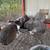 Holland Lop and Netherland Dwarf Rabbits 14 thumbnail