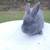 Silverfox Rabbits , 2 black male, 2 blue female 4 thumbnail