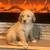 Golden retraiver 1 thumbnail