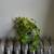 Pothos Plants 3 thumbnail