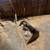 Bobcat 743 w2 Buckets and Auger Attach.  OBO 4 thumbnail